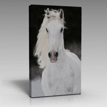Beyaz At-2 Tablo (45cm x 65cm)