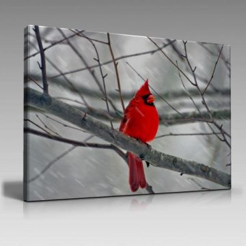 Kırmızı Kuş Tablo (45cm x65cm)