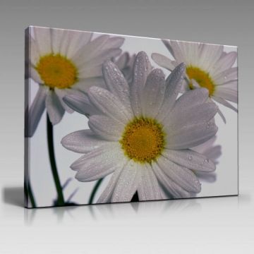 V778 (100cm x 70cm)
