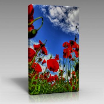 V779 (80cm x 120cm)