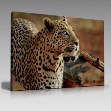 V440 (45cm x65cm)
