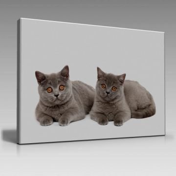 SCOTTİSH FOLD CATS (100cm x 70cm)