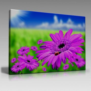 V955 (120cm x 80cm)