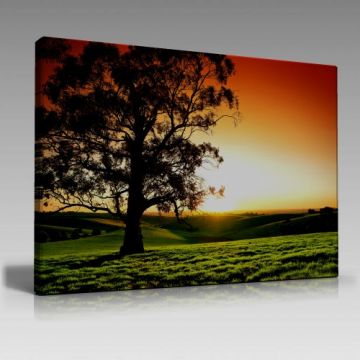 lonely tree sunrise (135cm x 90cm)