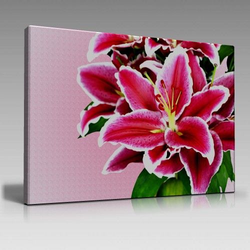 beautiful lily, on pink background (100cm x 70cm)