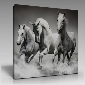 Beyaz Atlar Tablo (80cm x 120cm)