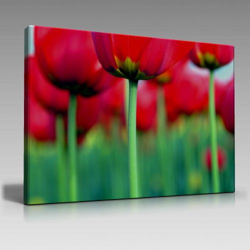 Kırmızı Laleler Tablo (90cm x 60cm)