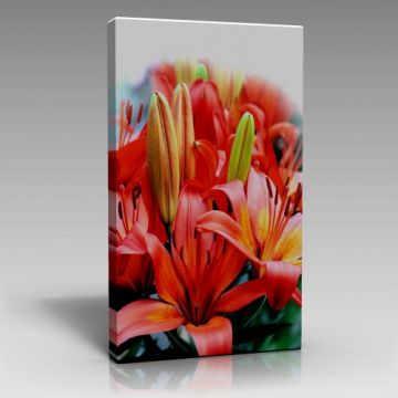 V610 (70cm x 100cm)