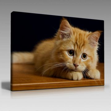 V865 (120cm x 80cm)