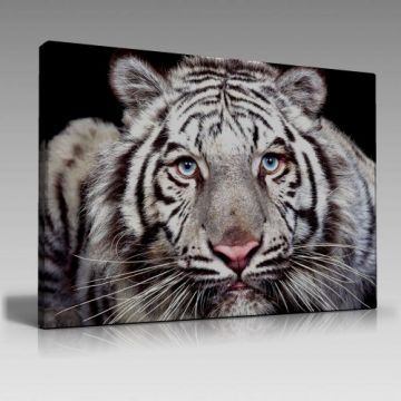 V1531 (120cm x 80cm)