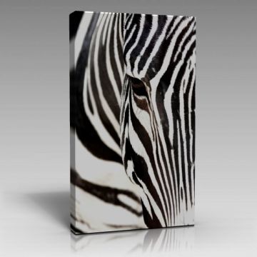 Zebra Tablo (90cm x 135cm)