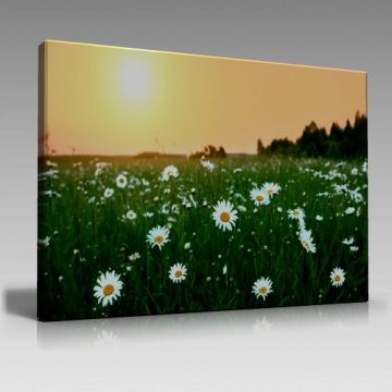 Papatyalar Tablo (135cm x 90cm)