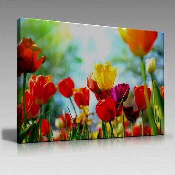 Rengarenk Laleler Tablo (100cm x 70cm)