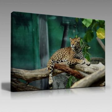 Kaplan Tablo (100cm x 70cm)