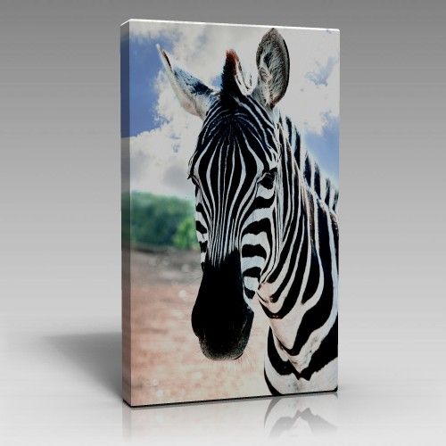 Zebra Tablo (60cm x 90cm)