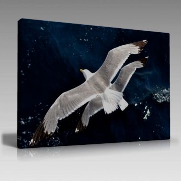 V902 (100cm x 70cm)