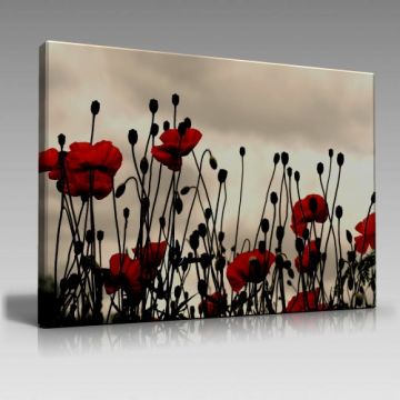 Gelincikler Tablo (100cm x 70cm)